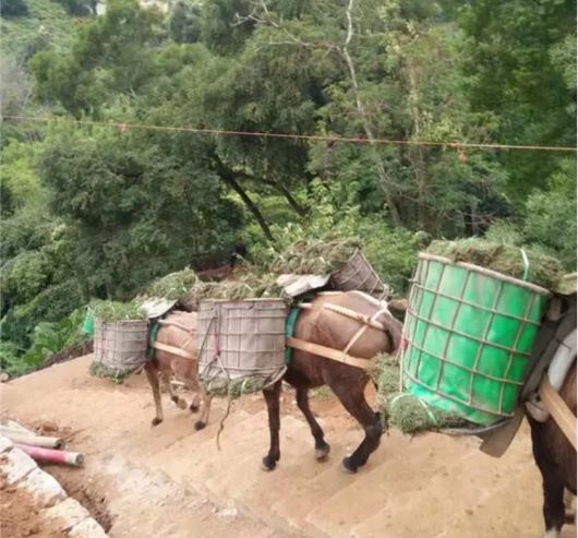 安徽馬隊(duì)運(yùn)輸隊(duì)