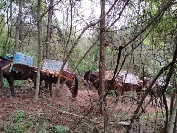 安徽山區(qū)騾馬運(yùn)輸隊(duì)