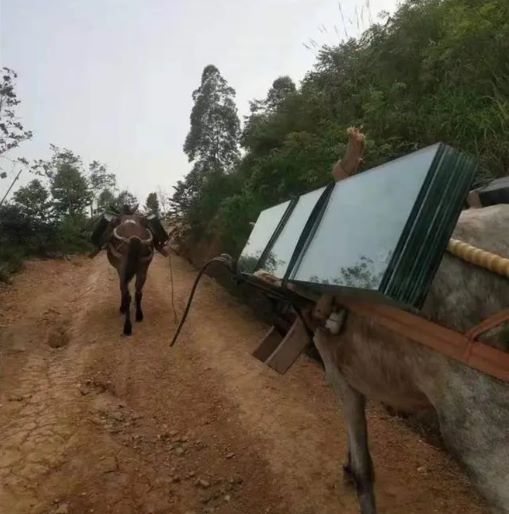 安徽騾子運(yùn)輸