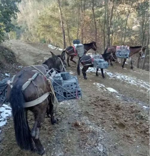 安徽騾馬運輸隊