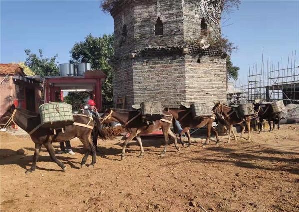 安徽山區(qū)騾馬運輸隊