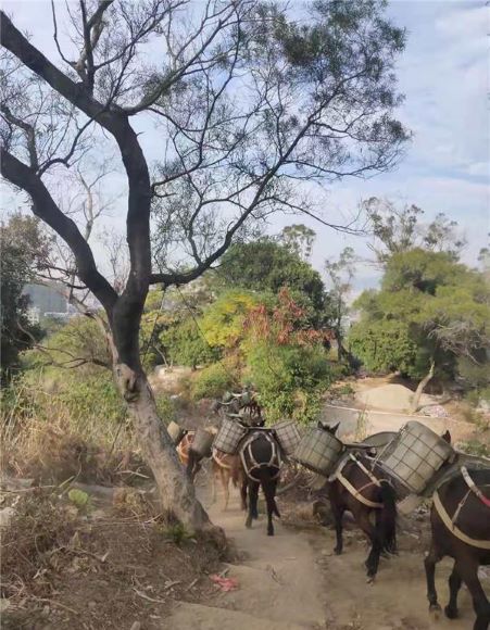 安徽山區(qū)騾子運(yùn)輸隊(duì)