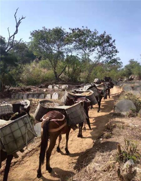安徽山區(qū)馬幫運輸隊